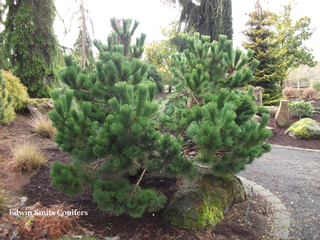 Pinus thunbergii 'Thunderhead'